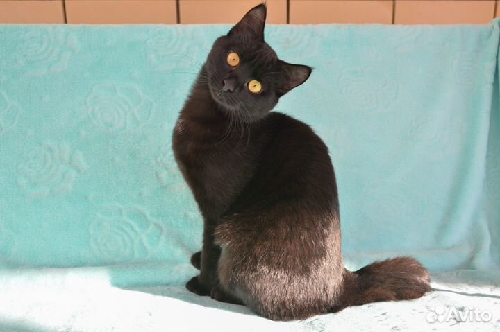 Котик Василий