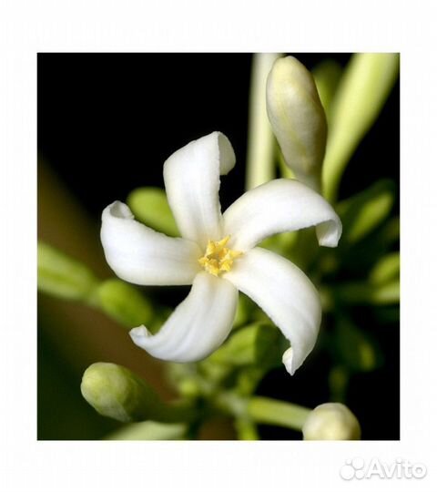 Парфюмерная женская вода yodeyma gianna 50 мл