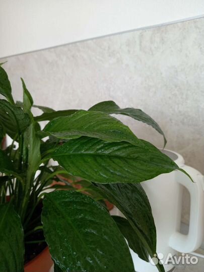 Спатифиллум / Лилия мира