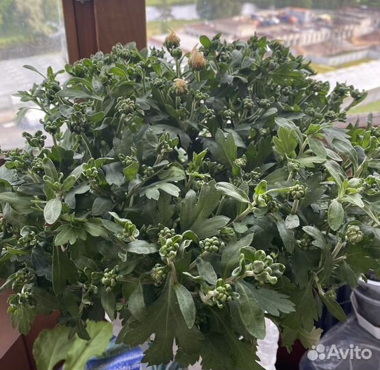 Хризантема в горшке