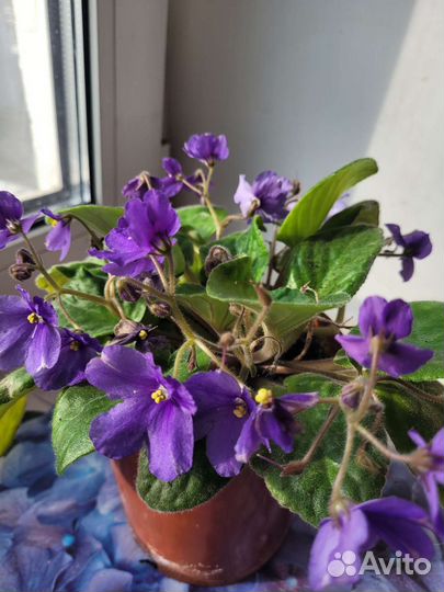 Фиалка цветущая