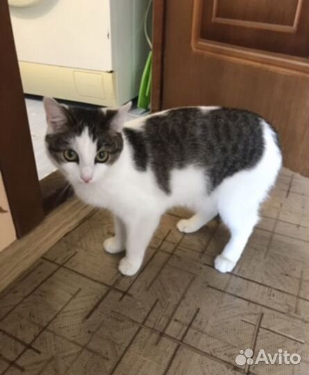 Кошечка в добрые руки
