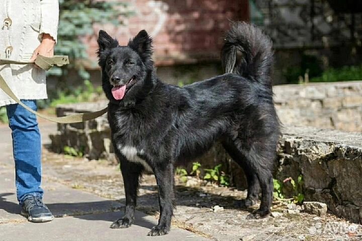 Отдам собаку