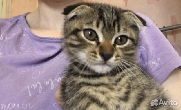 Котята в добрые руки бесплатно