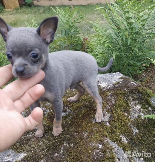 Мини той-терьер щенки