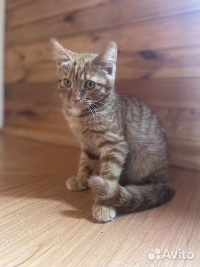 Котенок Марсик