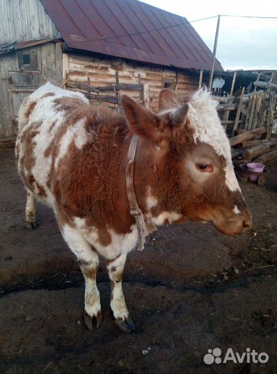 Корова телка