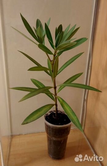 Олеандр махровый