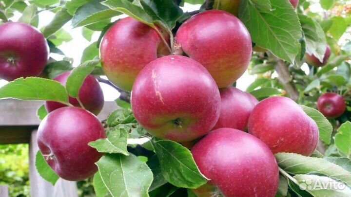 Саженцы яблони