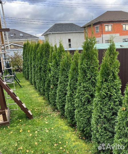 Туя Смарагд для живой изгороди