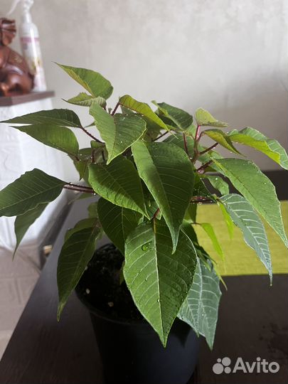 Пуансеттия