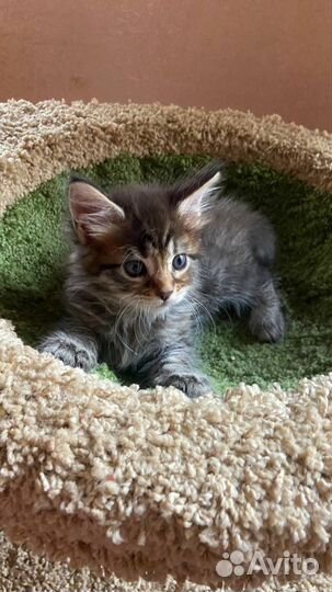 Настоящие котята Мейн-Кун