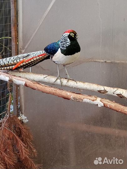 Инкубационное яйцо фазанов