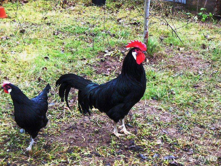 Цыплята Миноры