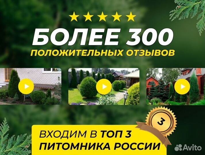 Туя Колумна Западная