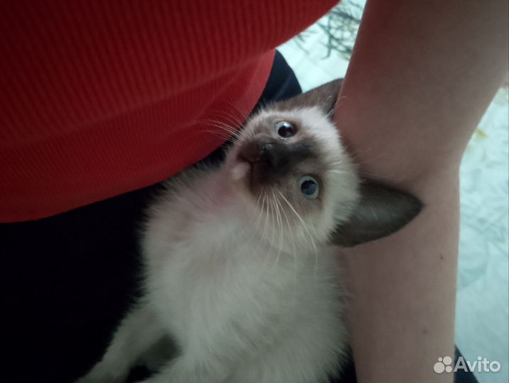 Кот в добрые руки