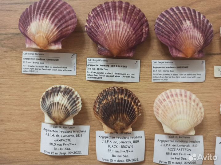 Морские раковины