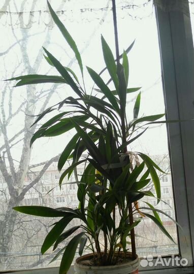 Комнатные цветы в хорошие руки