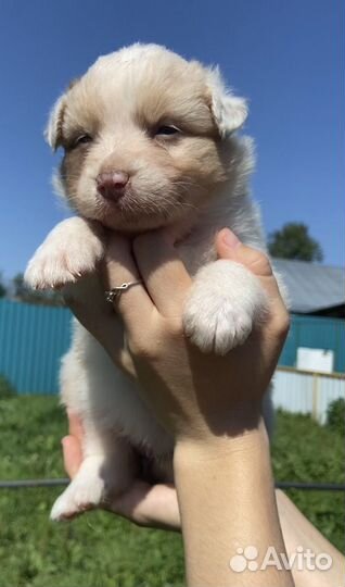 Австралийская овчарка. Девочки и мальчики