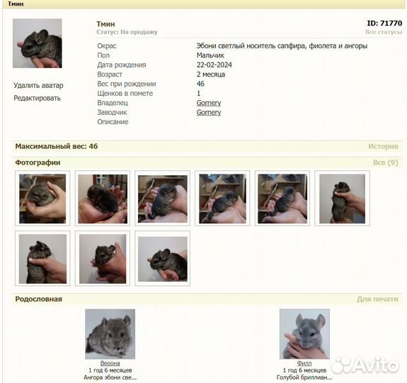 Продам шиншилл