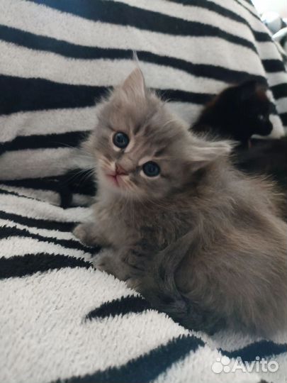 Котята