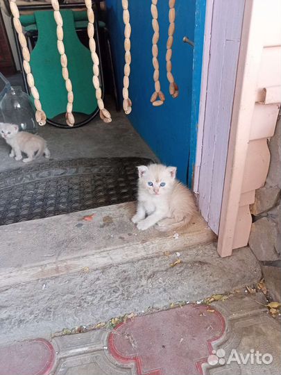 Котята шатланские вислаухие один 2 500