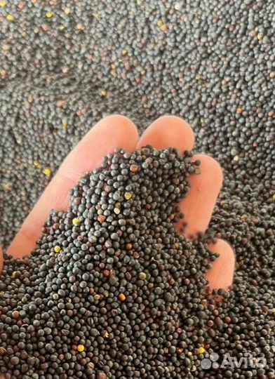 Семена ярового рапса