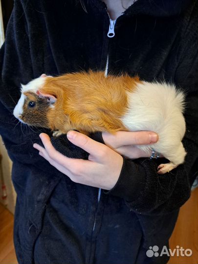 Морские свинки