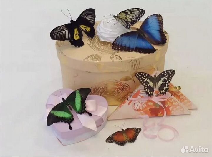 Салют из живых бабочек