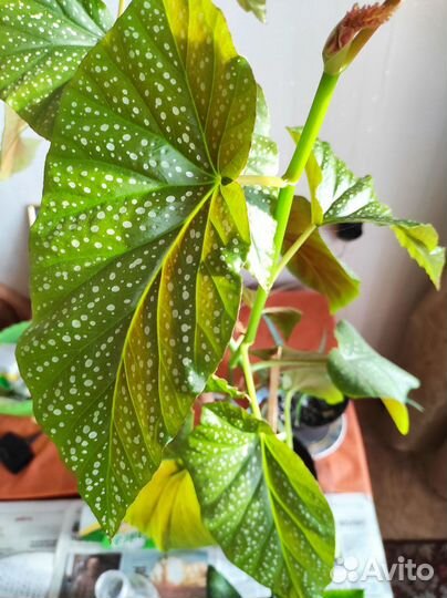 Бегония макулата (пятнистая)