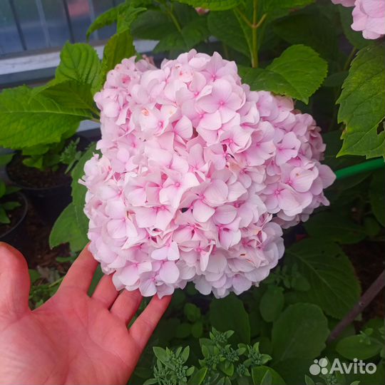 Гортензия крупнолистная, двухлетка