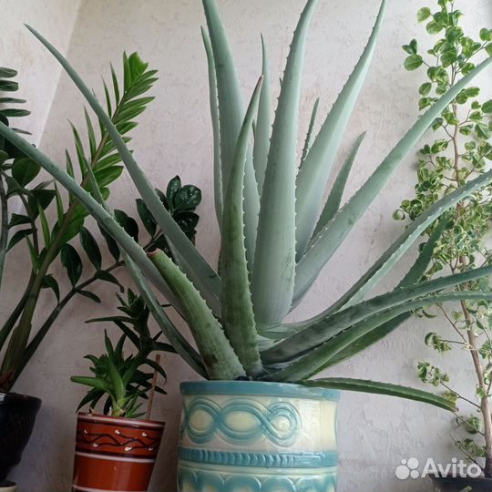 Алоэ вера барбаденсис