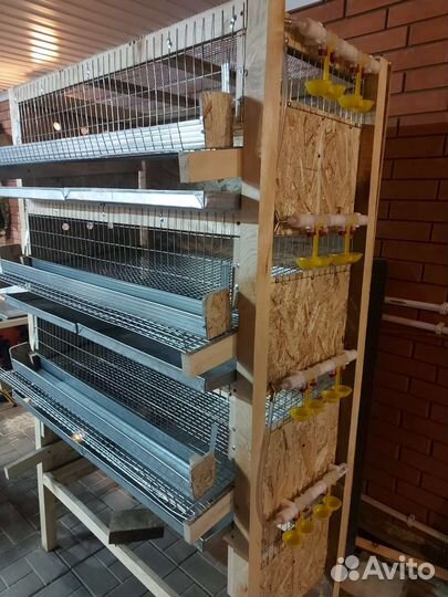 Клетка, ферма, батарея для перепелов