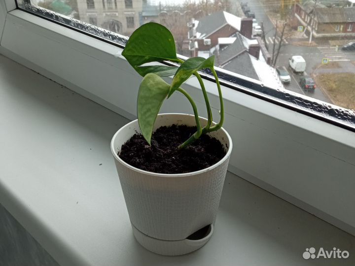 Лиана сциндапсус