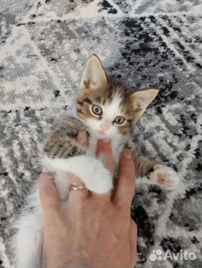 Отдам бесплатно