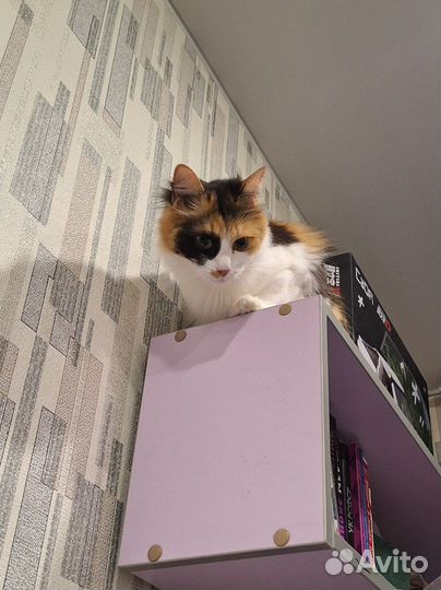 Передержка животных