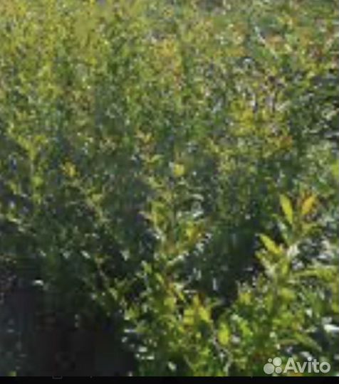 Саженцы граната