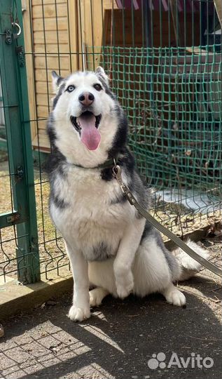 Хаски девочка Грея Очень красивая