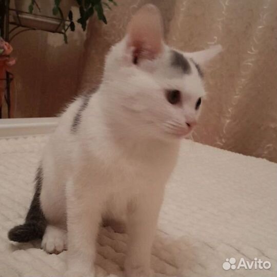 Кошки в добрые руки