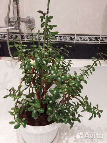 Крассула толстянка (денежное)