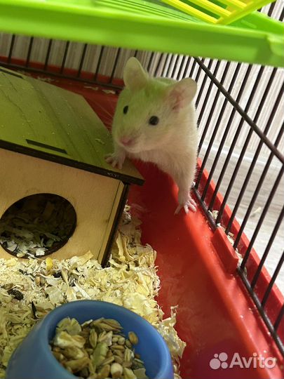 Сирийский хомяк, в хорошие руки