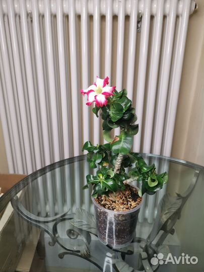 Адениум мини