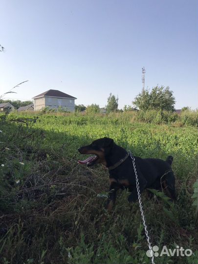 Продам щенков ягтерьера