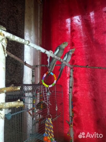 Попугай корелла девочка и мальчик