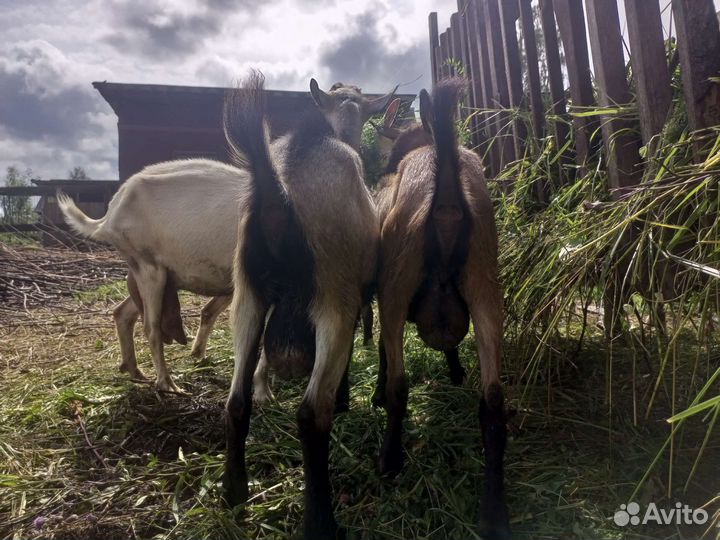 Козлы комолые