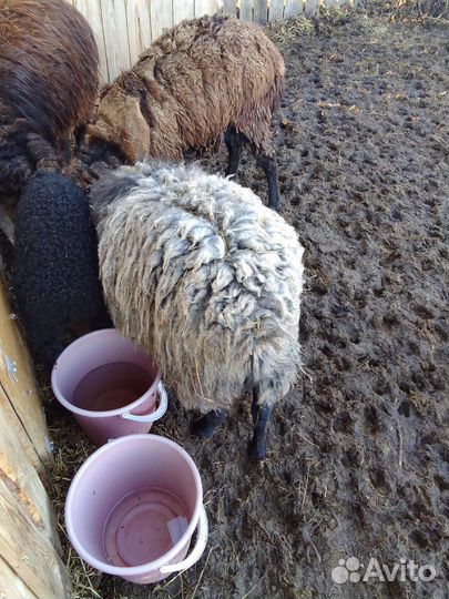 Продам барашка