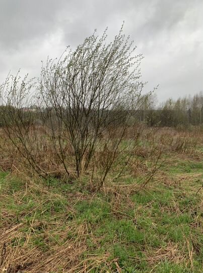 Участок 6 сот. (СНТ, ДНП)