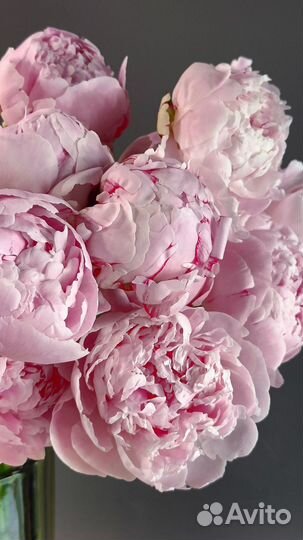 Цветы Пионы с доставкой Тюмень