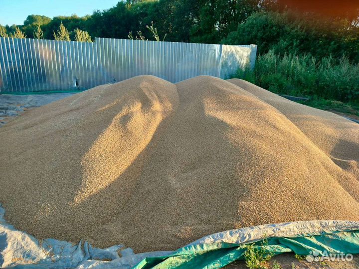 Зерно пшеница