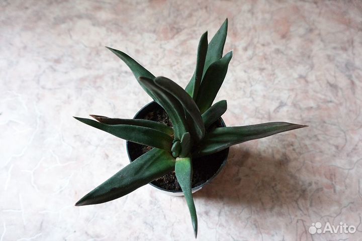 Суккуленты